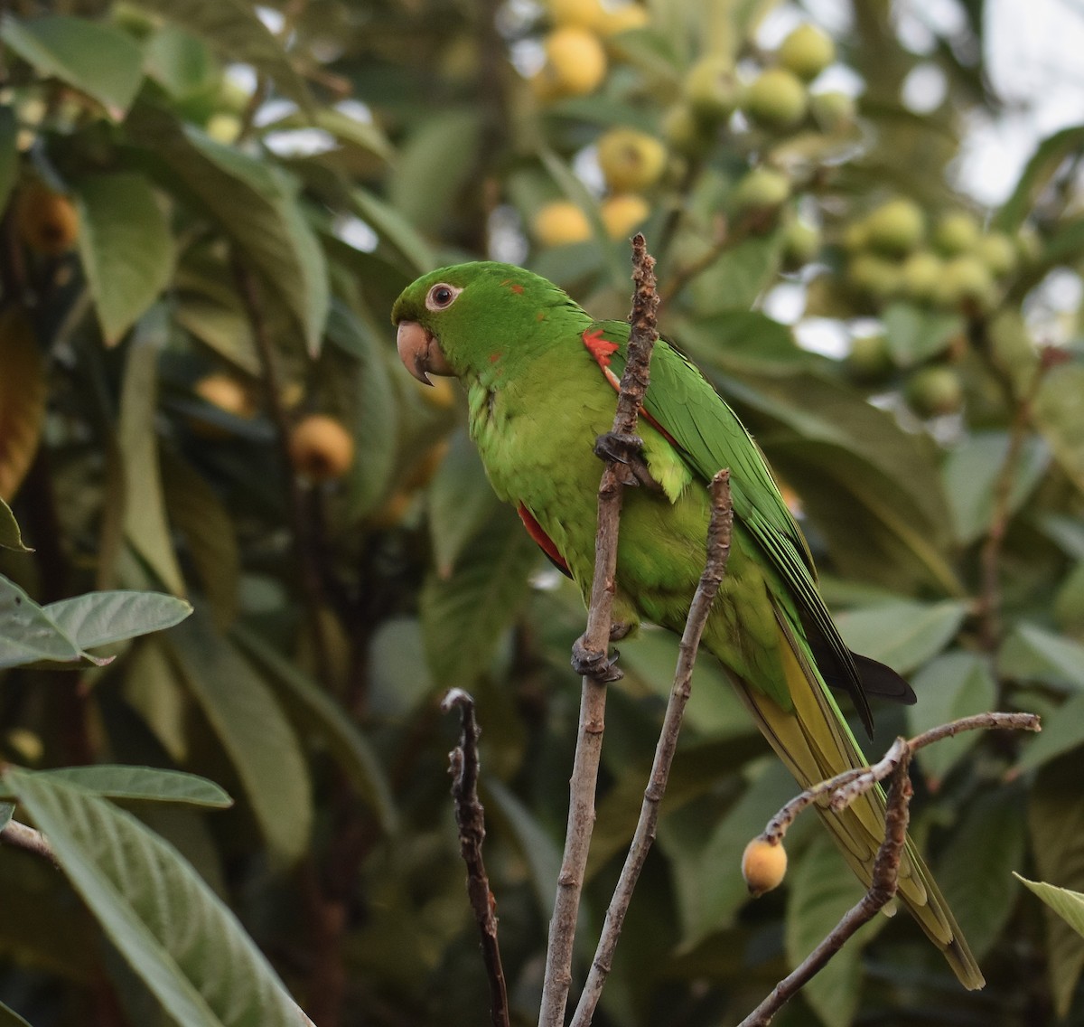 Aratinga Ojiblanca - ML642038833
