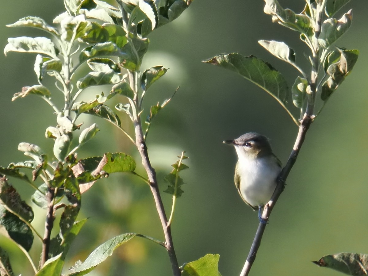 Red-eyed Vireo - ML642038834