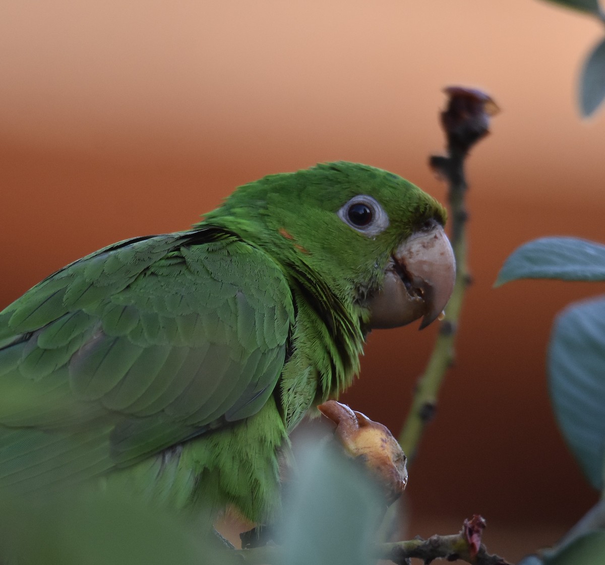 Aratinga Ojiblanca - ML642038837