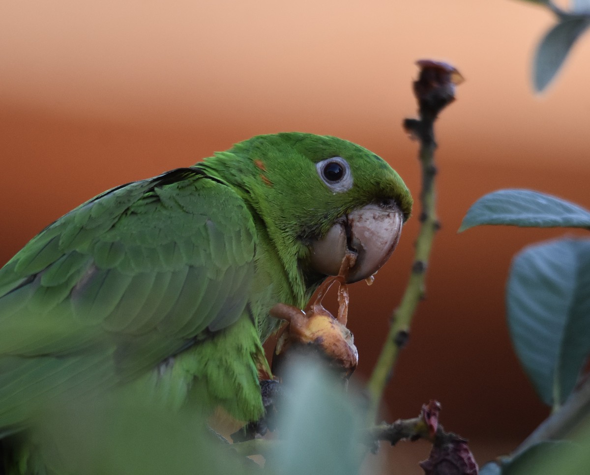 Aratinga Ojiblanca - ML642038839