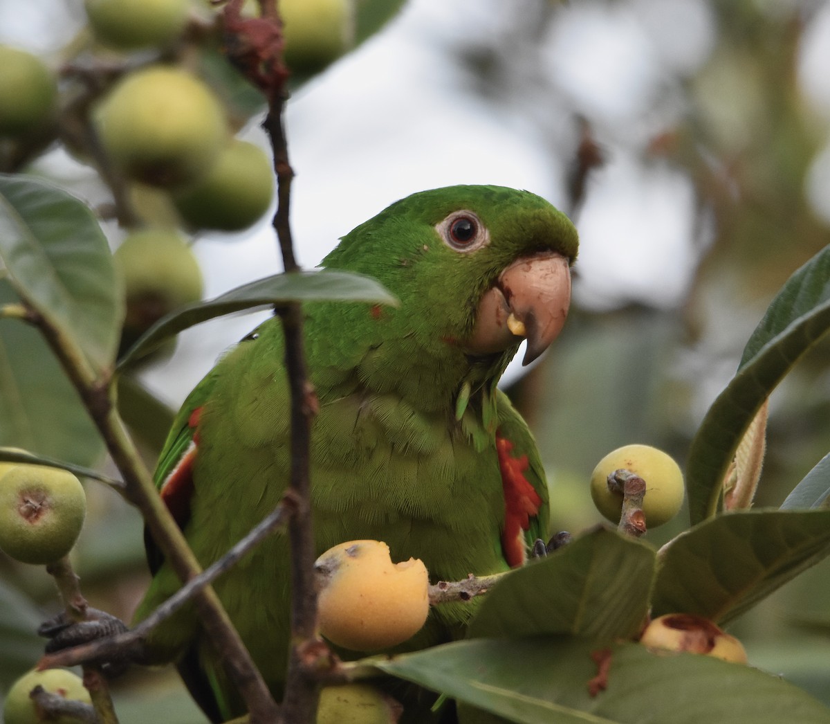 Aratinga Ojiblanca - ML642038843