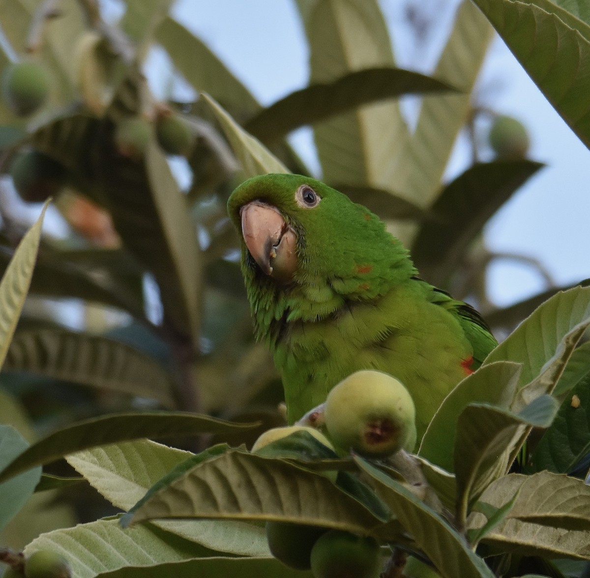 Aratinga Ojiblanca - ML642038845