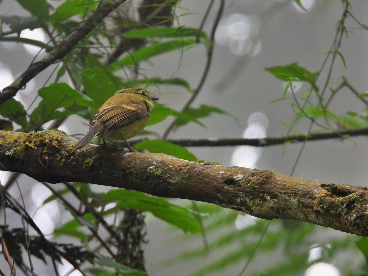 Flavescent Flycatcher - ML642038854