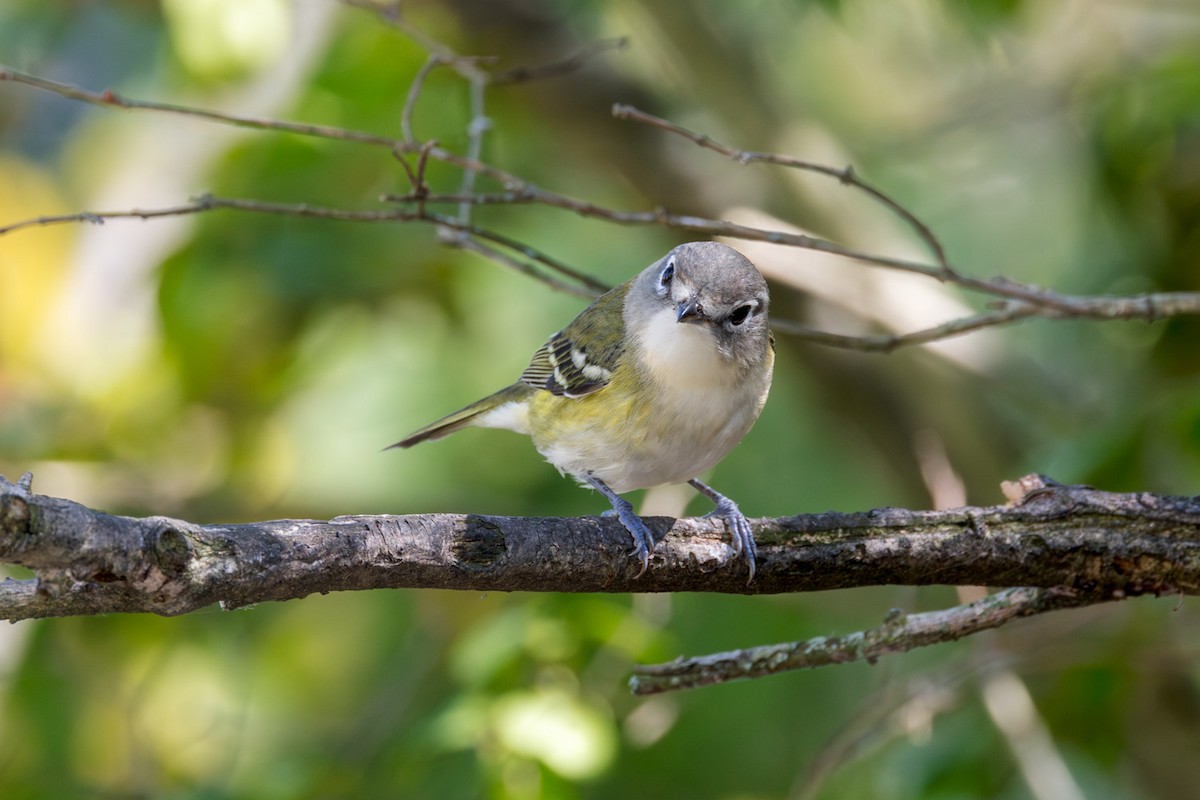 Graukopfvireo - ML642038876