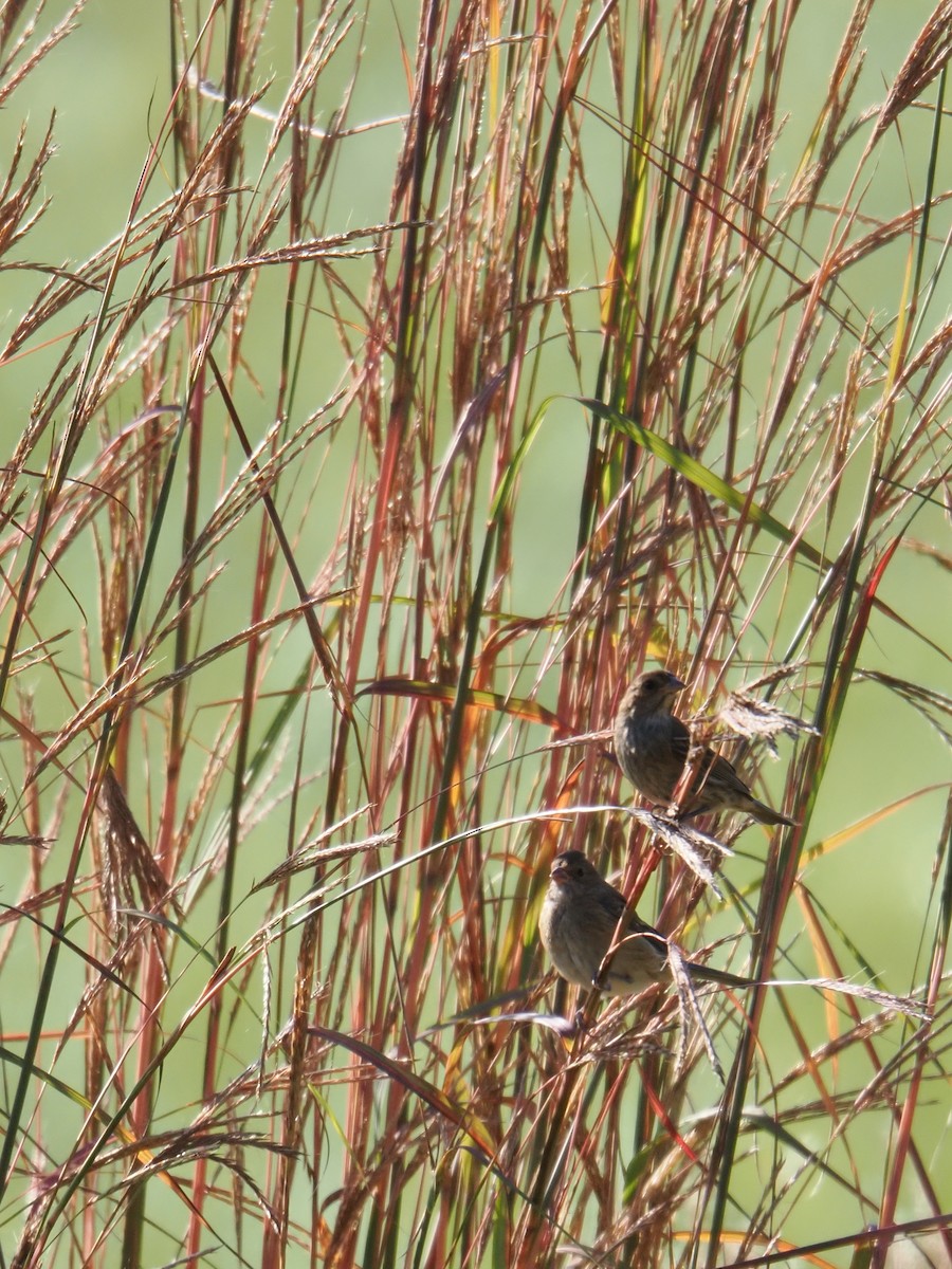 Indigo Bunting - ML642038894