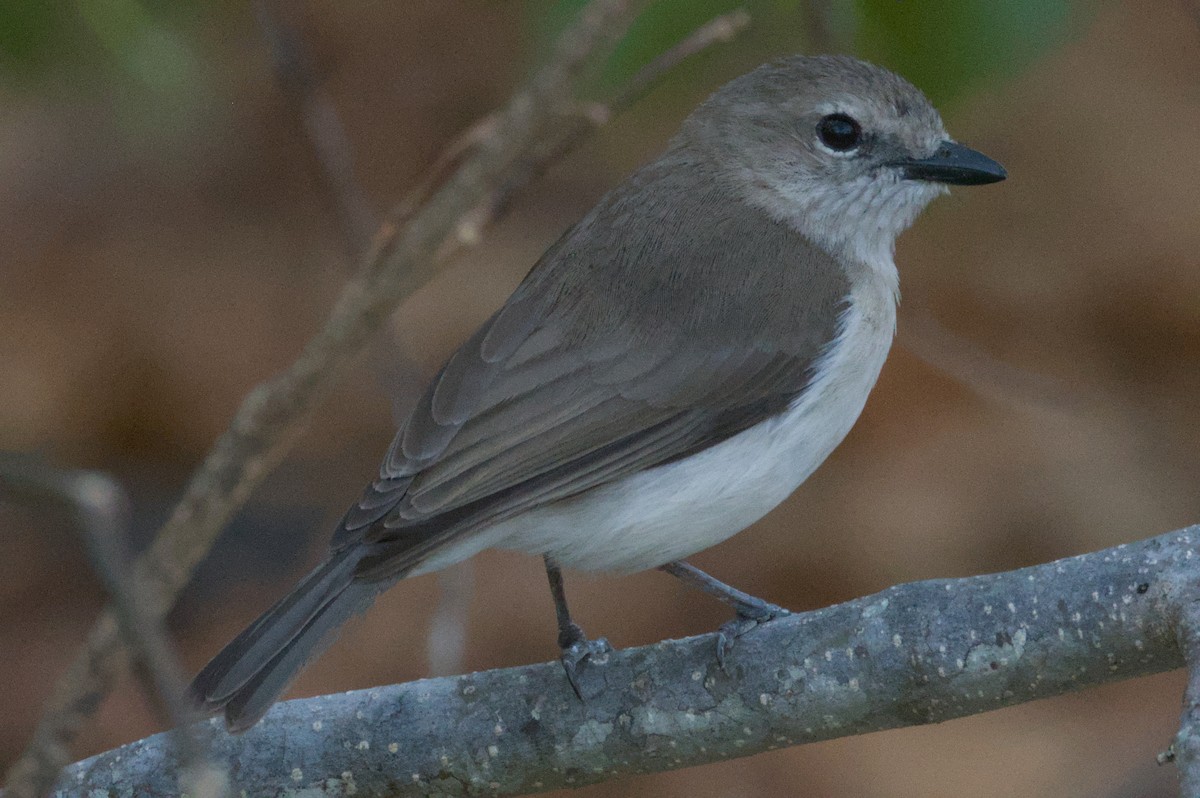 Gray Whistler - ML642038909