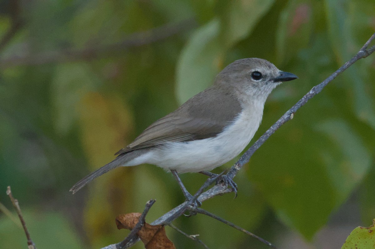 Gray Whistler - ML642038910