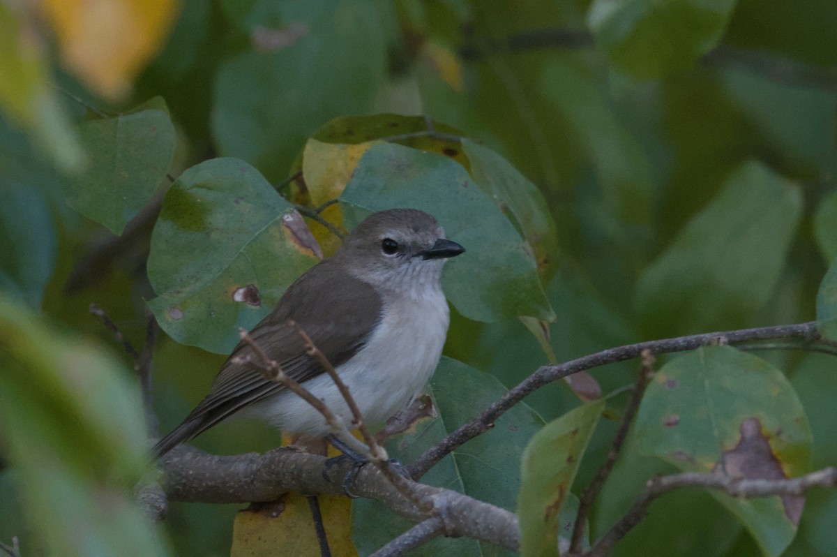 Gray Whistler - ML642038912