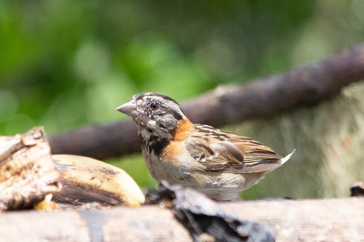 Rufous-collared Sparrow - ML642038929