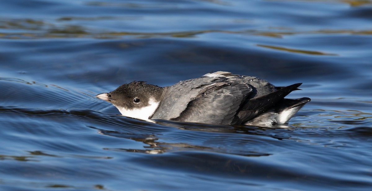 Ancient Murrelet - ML642038938