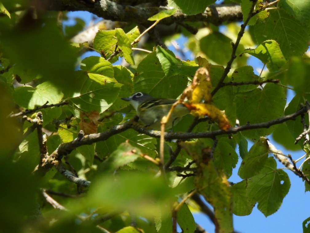 Graukopfvireo - ML642038941