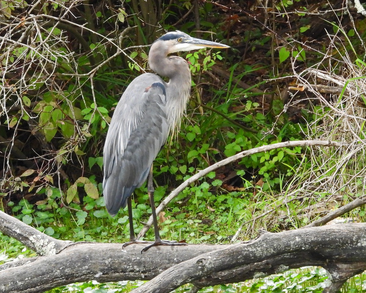 Great Blue Heron - ML642038942