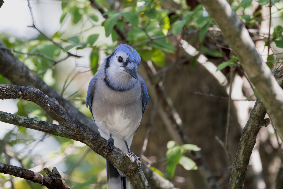 Blue Jay - ML642038945