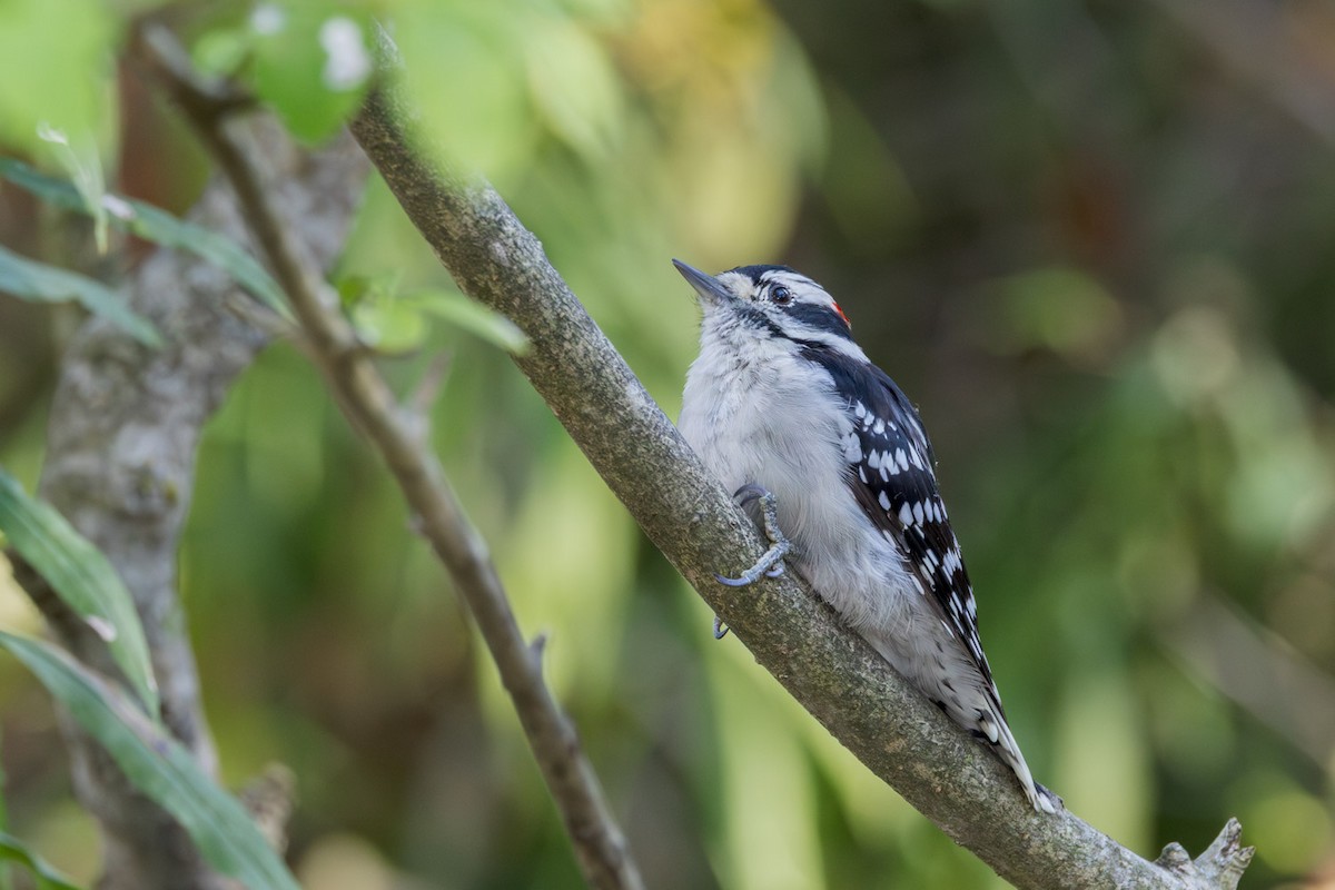 Downy Woodpecker - ML642038958