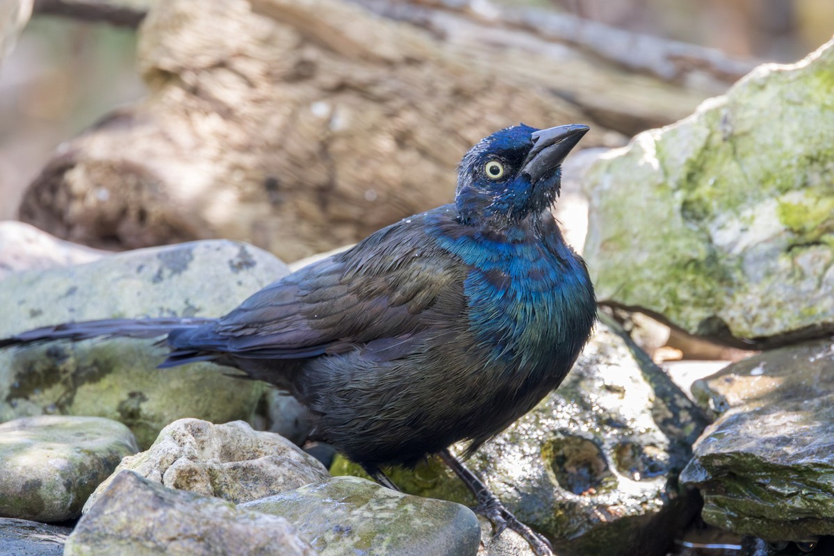 Common Grackle - ML642038970