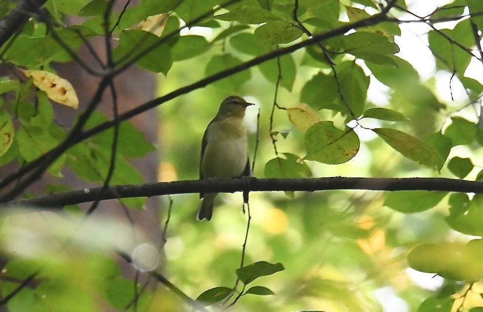 møllparula - ML642039003