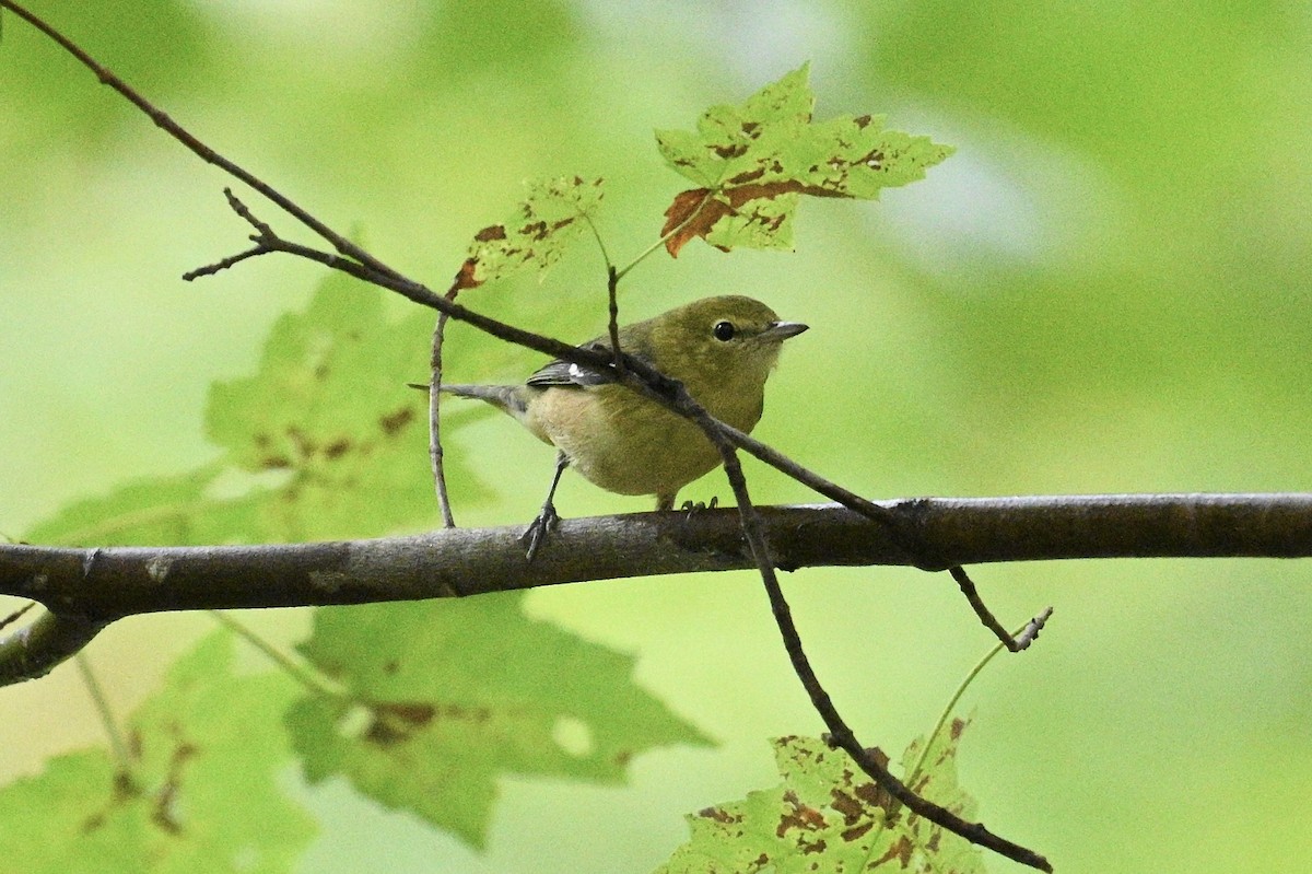 kastanjeparula - ML642039025