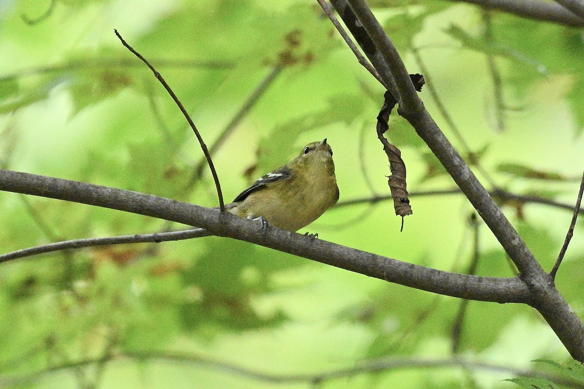 kastanjeparula - ML642039034