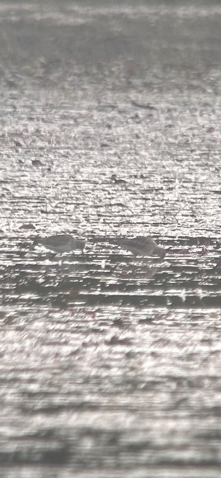 langnebbekkasinsnipe - ML642039040