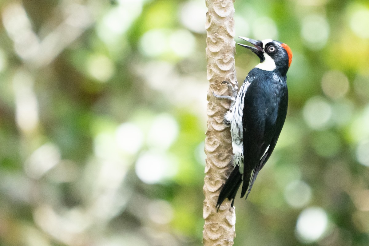 Acorn Woodpecker - ML642039045