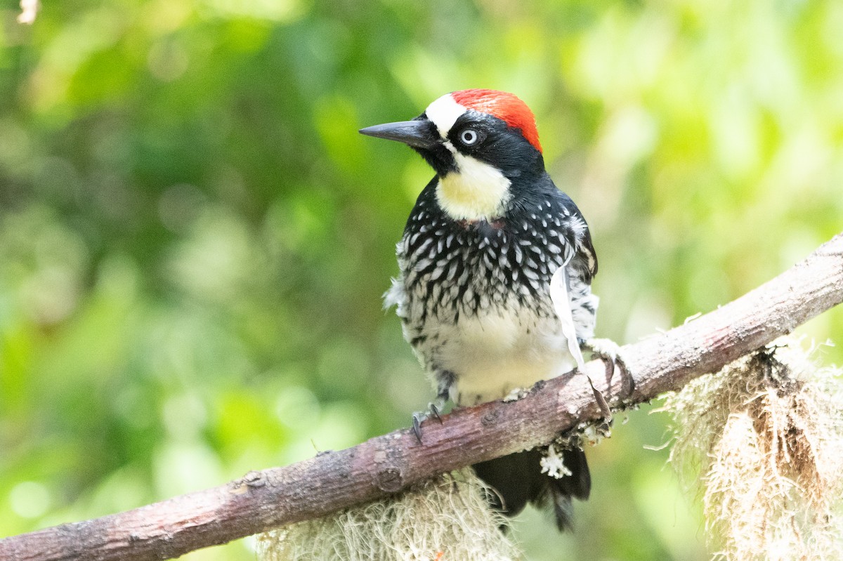 Acorn Woodpecker - ML642039046