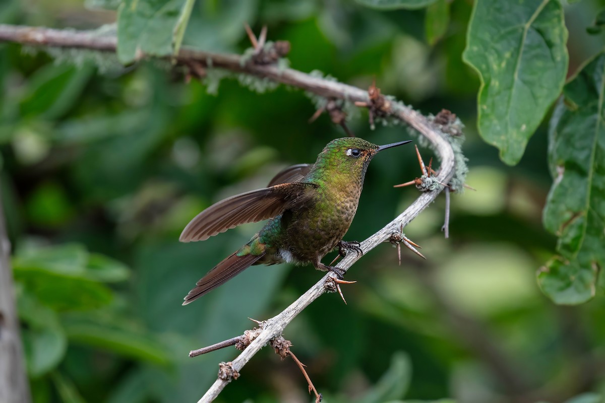 Tyrian Metaltail - ML642039057