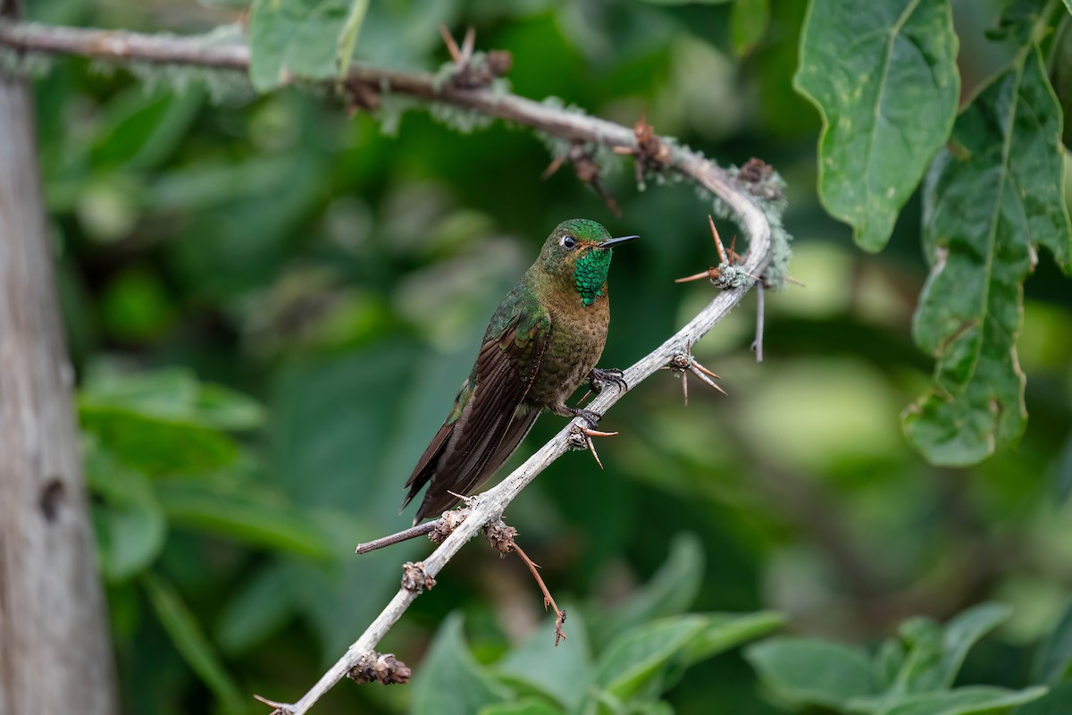Tyrian Metaltail - ML642039064