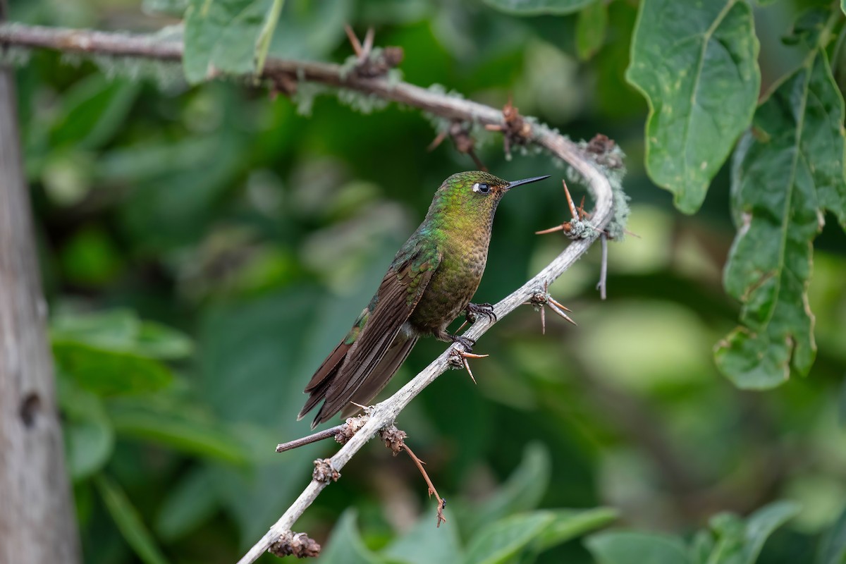 Tyrian Metaltail - ML642039065