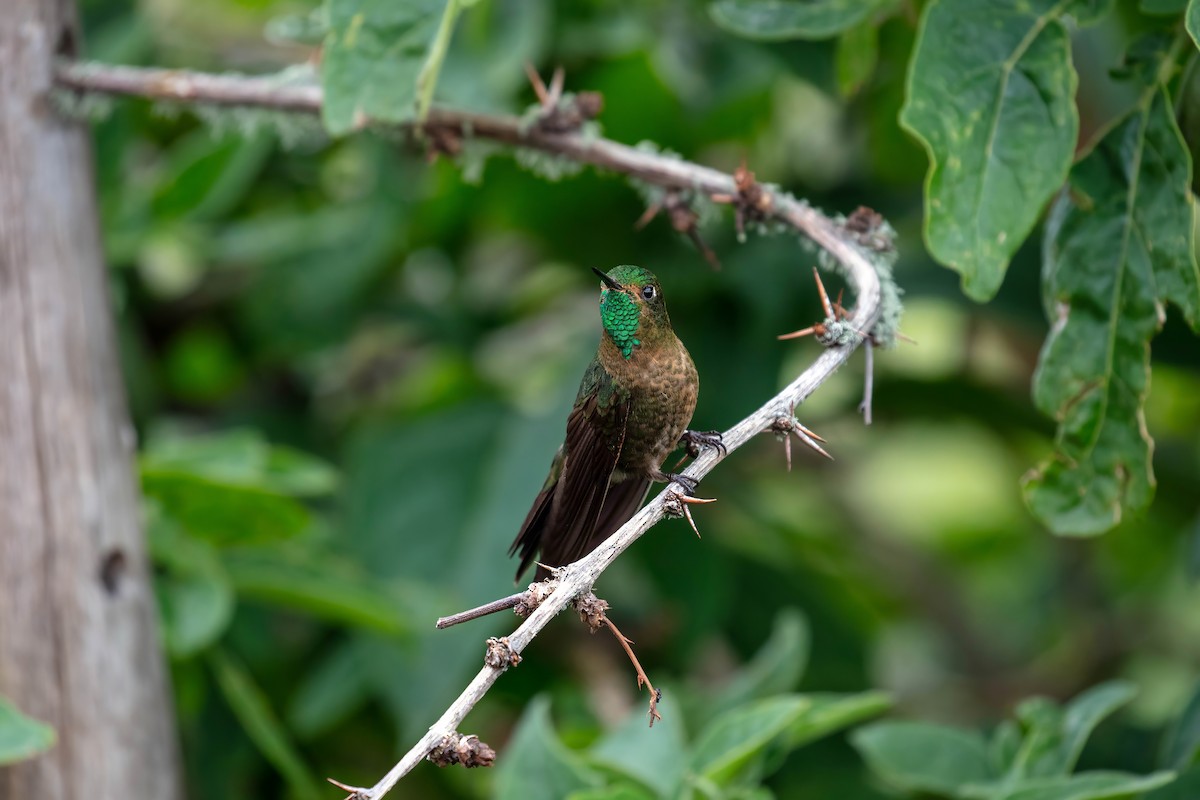 Tyrian Metaltail - ML642039066