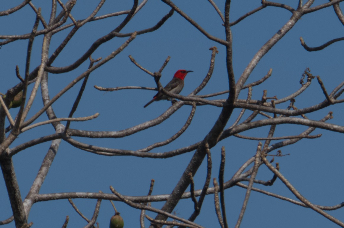 Red-headed Myzomela - ML642039071