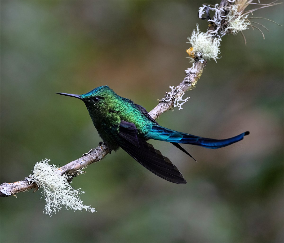 Long-tailed Sylph - ML642039077