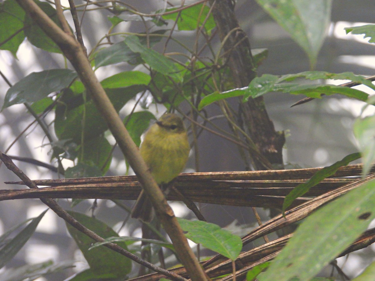 Flavescent Flycatcher - ML642039078