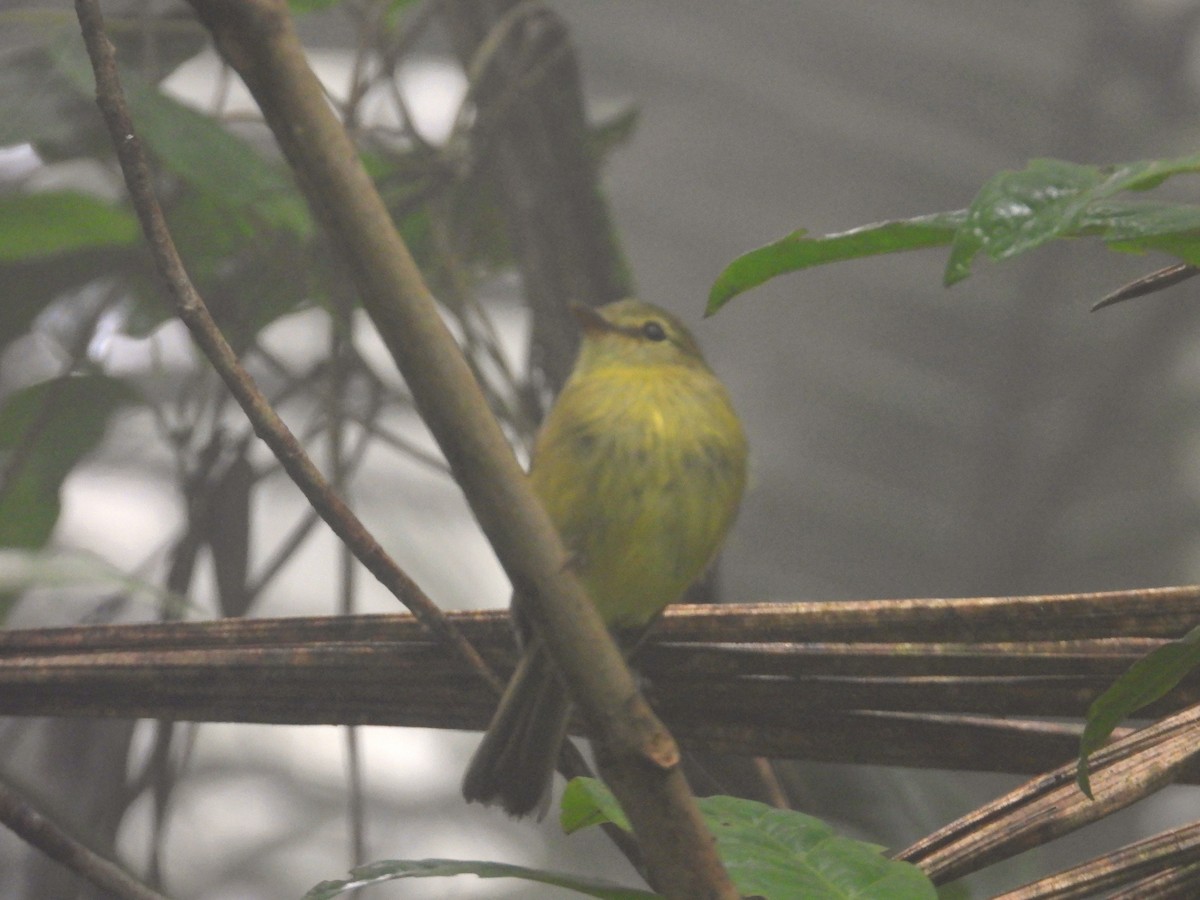 Flavescent Flycatcher - ML642039079