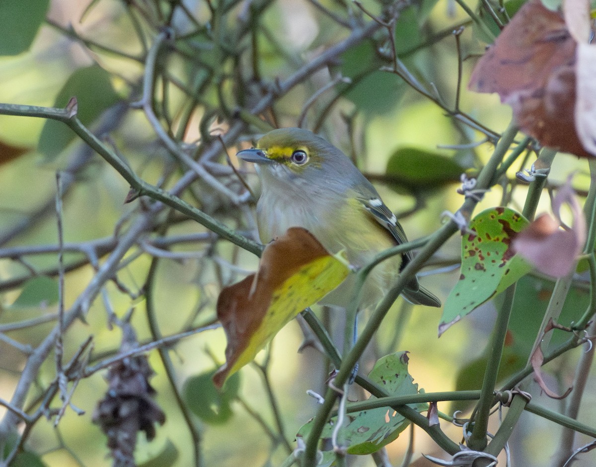 White-eyed Vireo - ML642039082