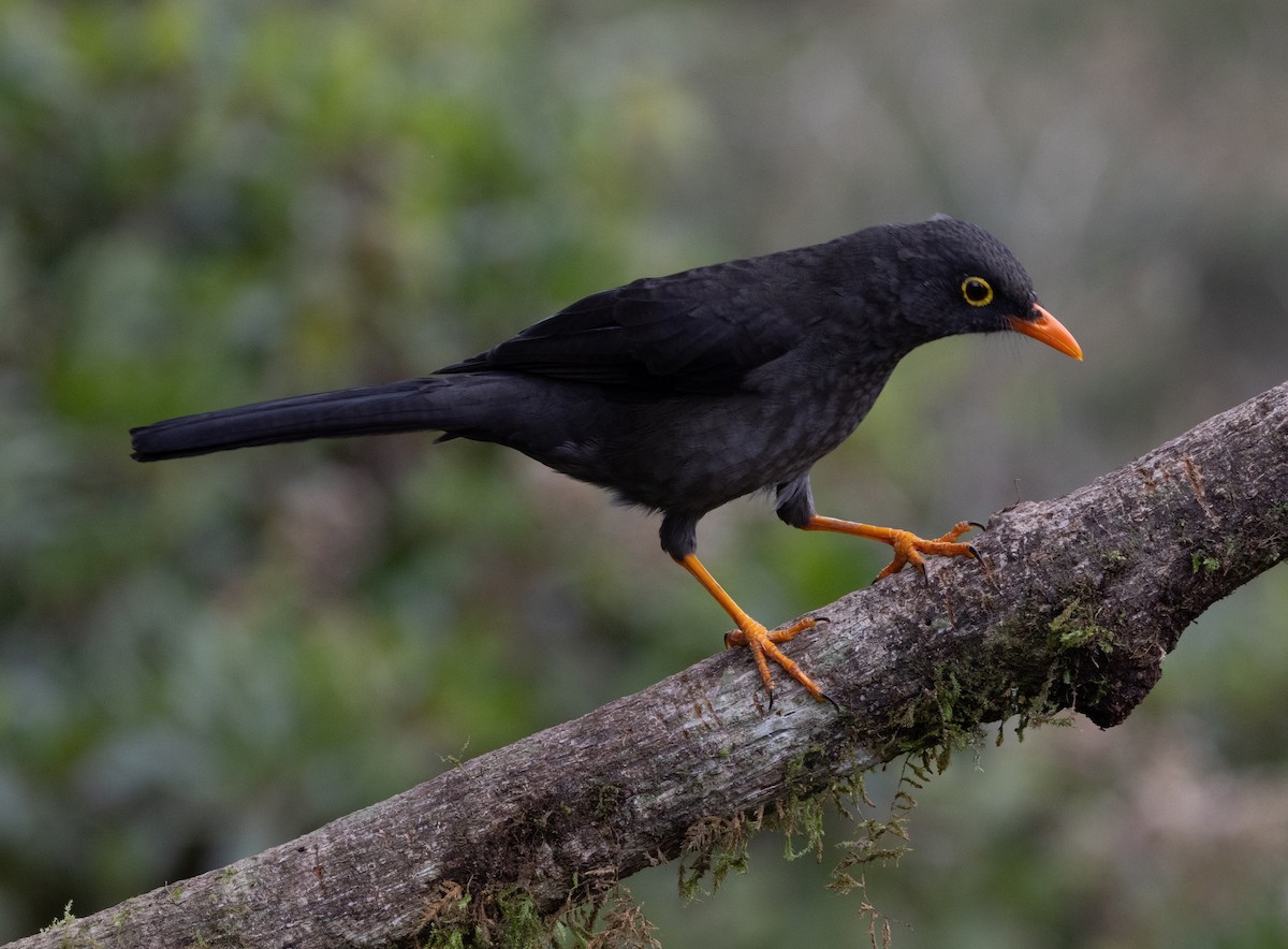 Great Thrush - ML642039096