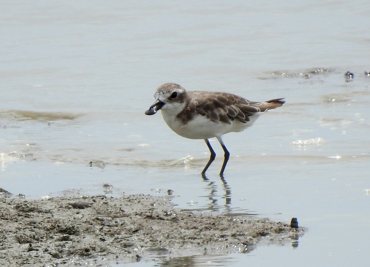 Tibetan Sand-Plover - ML642039098