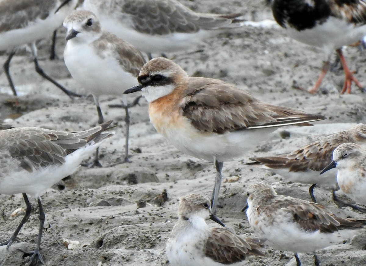 Tibetan Sand-Plover - ML642039099