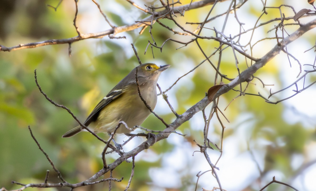 White-eyed Vireo - ML642039100