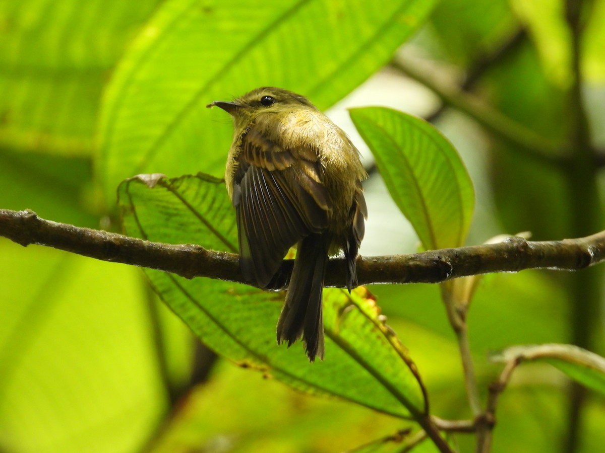 Flavescent Flycatcher - ML642039101