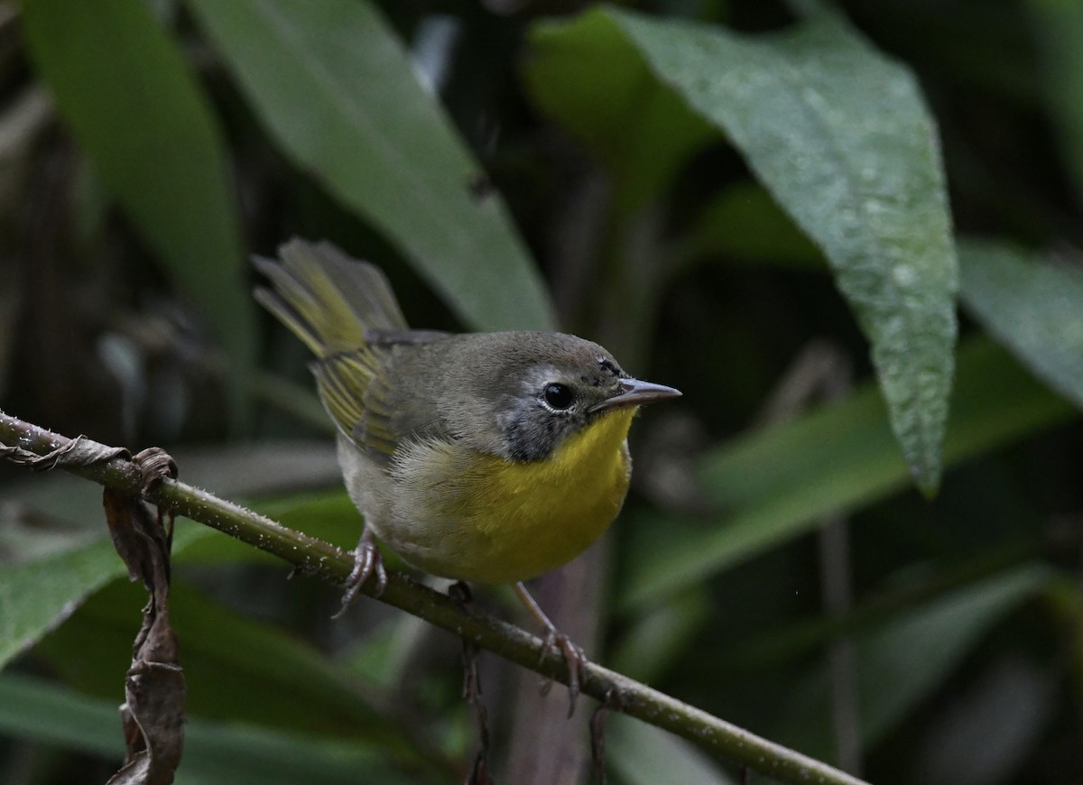 Common Yellowthroat - ML642039103