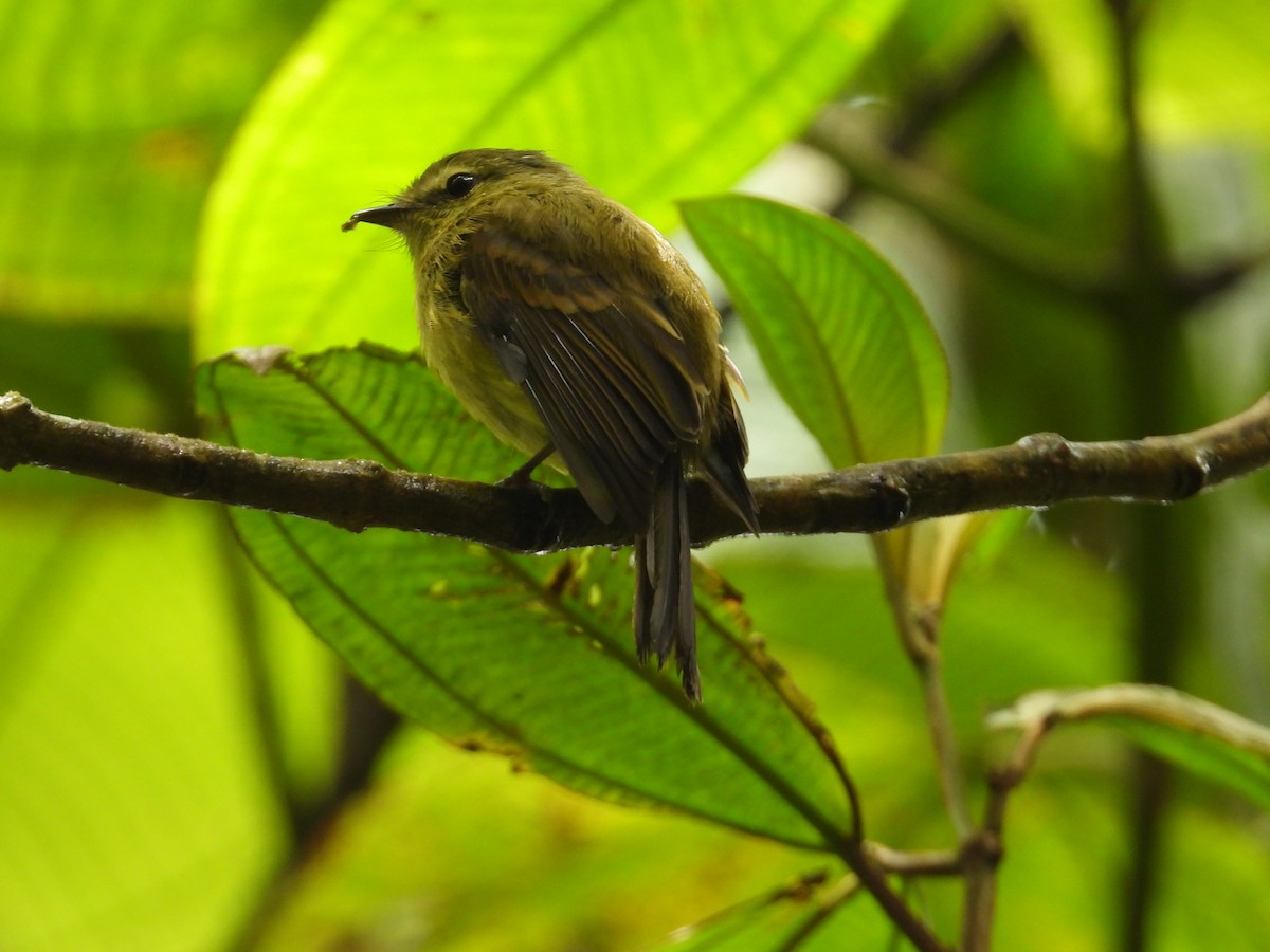 Flavescent Flycatcher - ML642039106
