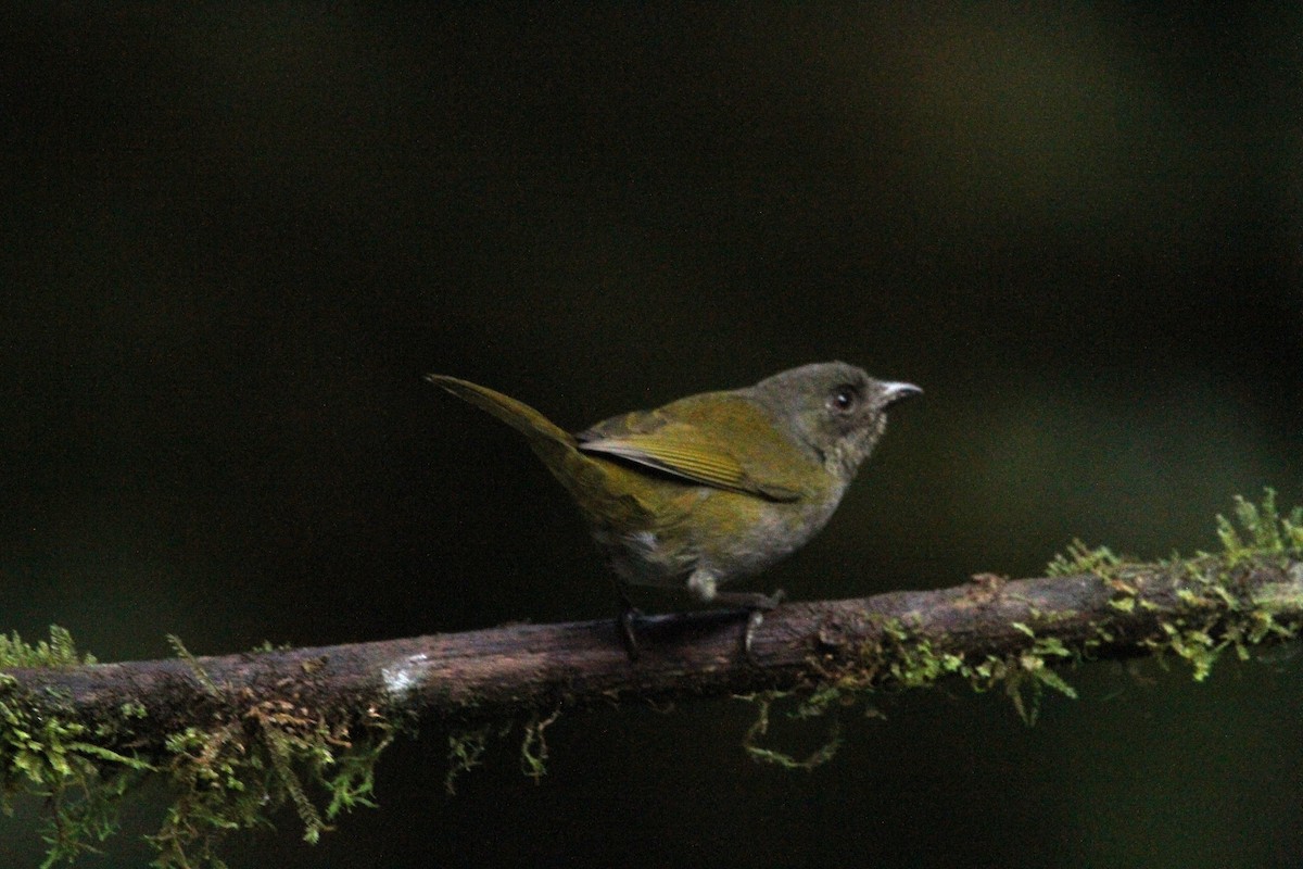 Dusky Chlorospingus - ML642039107