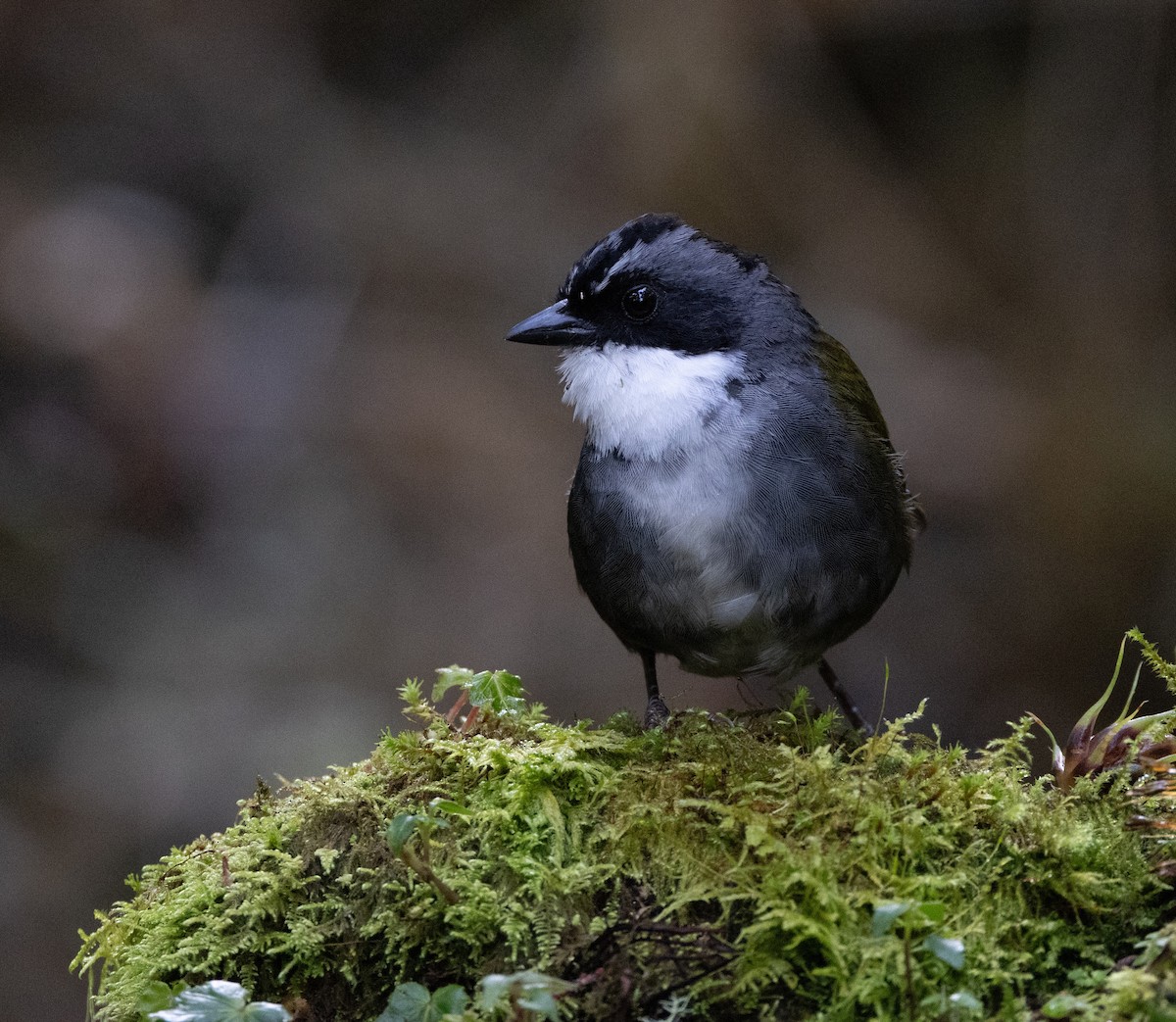 Gray-browed Brushfinch - ML642039108