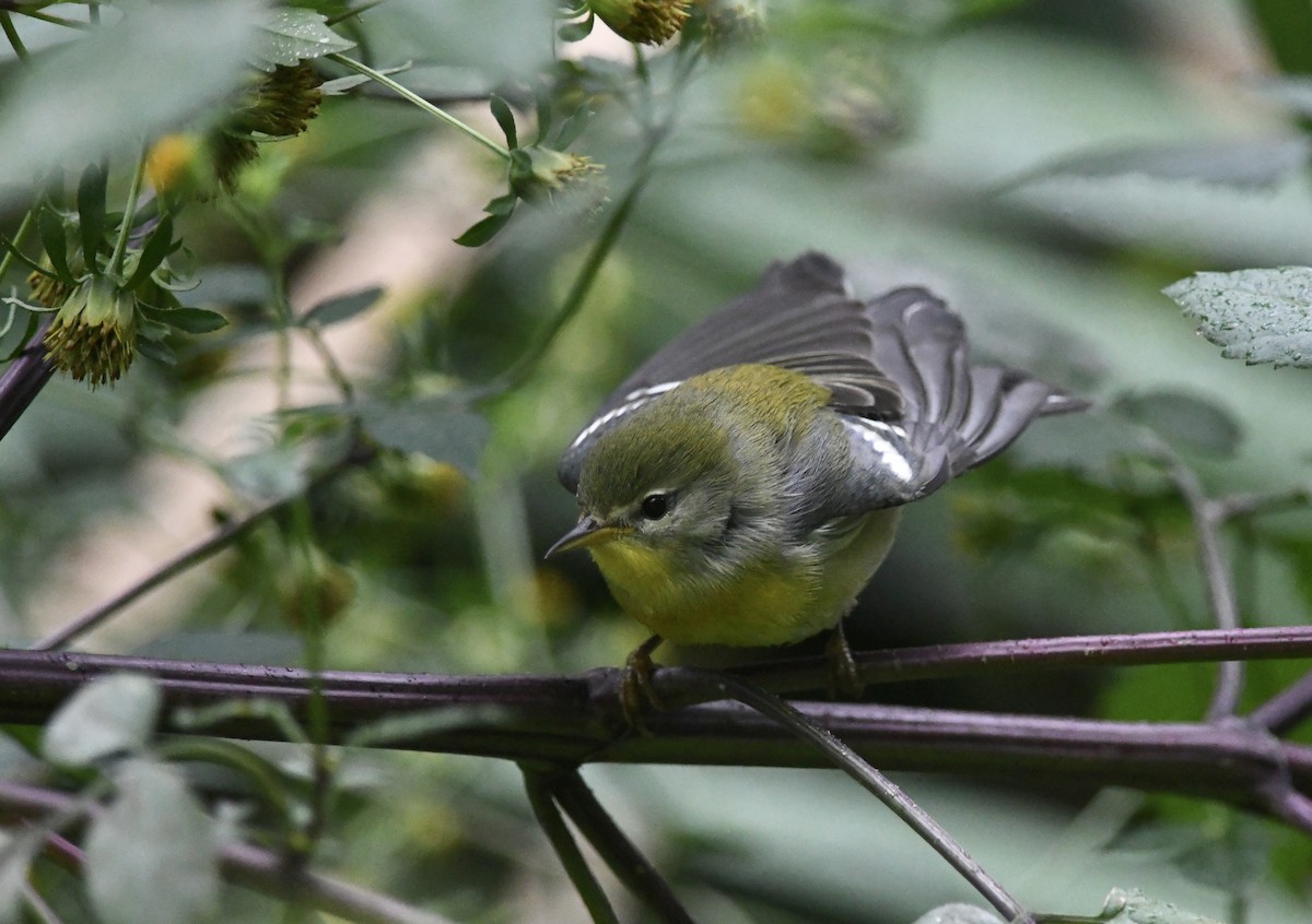 Northern Parula - ML642039109