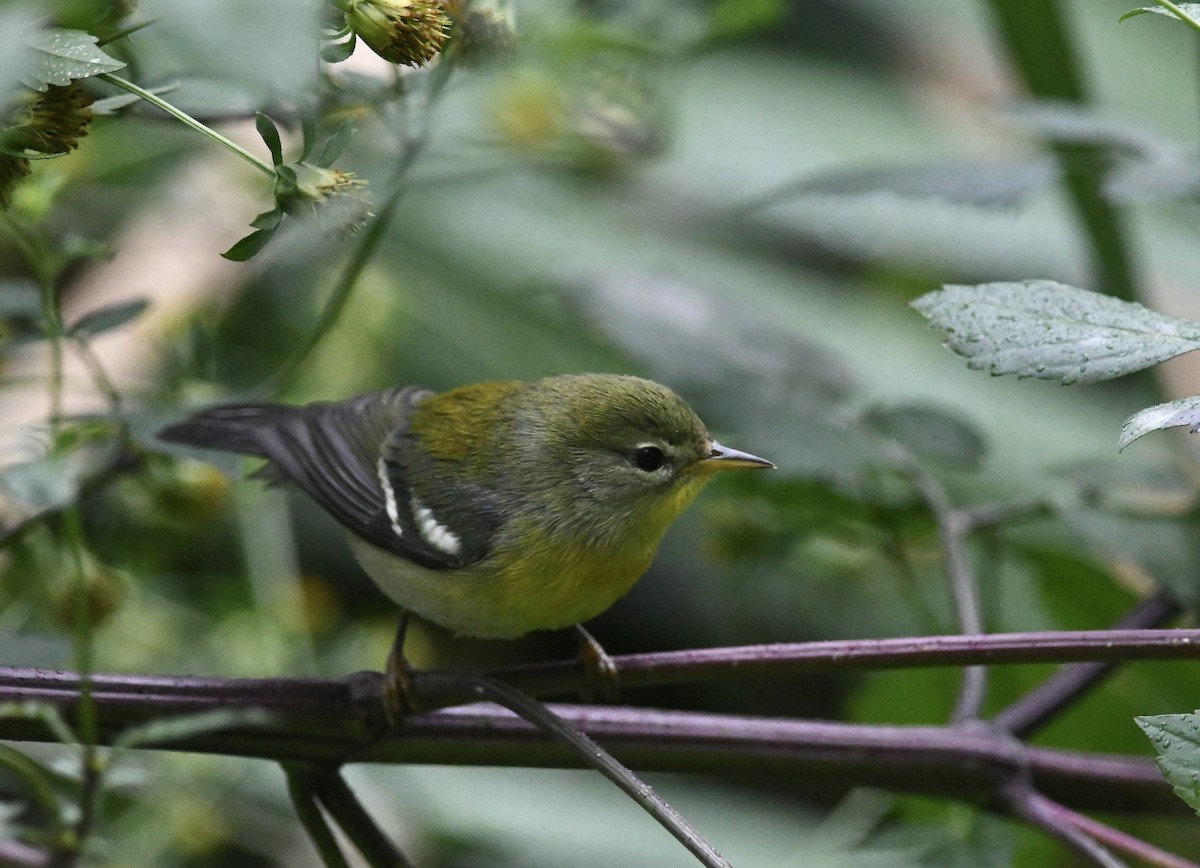 Northern Parula - ML642039110