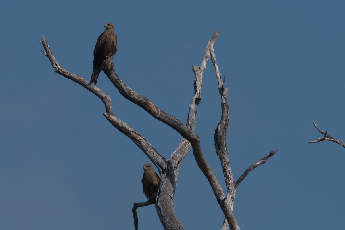 Black Kite - ML642039114