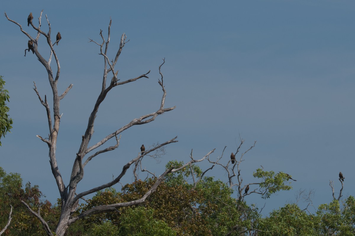 Black Kite - ML642039115