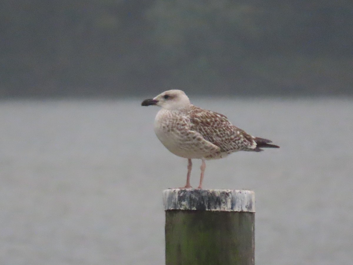 Larus sp. - ML642039116
