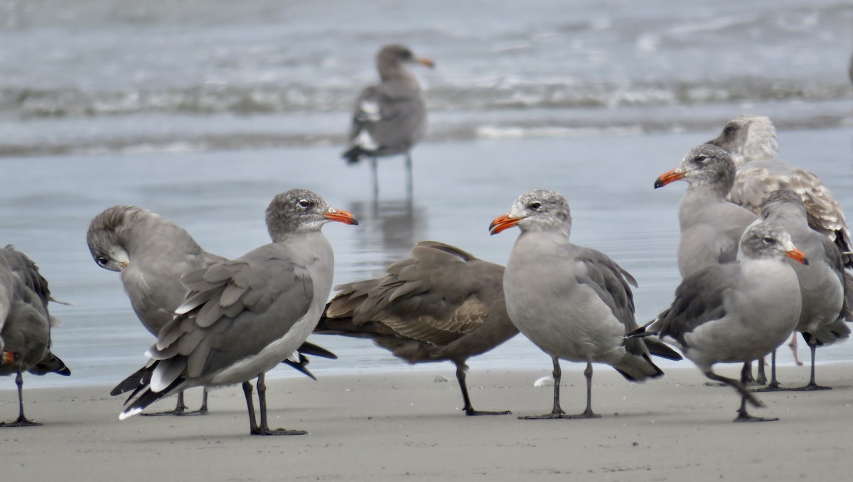Heermann's Gull - ML642039117