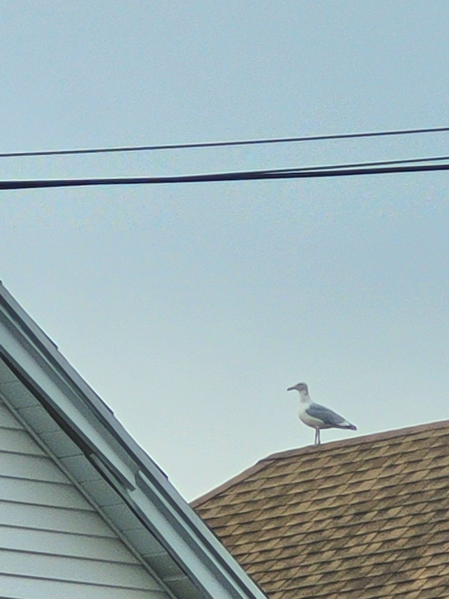 American Herring Gull - ML642039118
